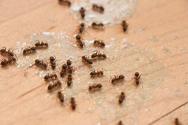 Best Cockroach Control Services  in Elida, OH