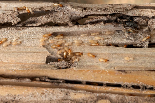Best Local Pest Control Services  in Elida, OH